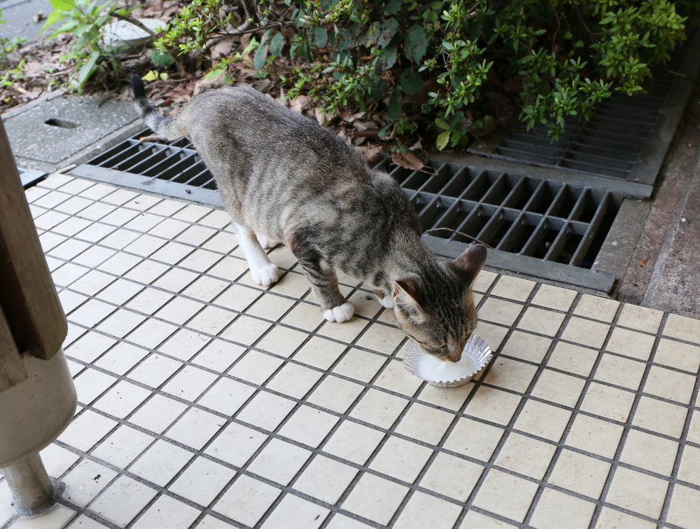 八丁湖の猫 27年7月5日 趣味の写真