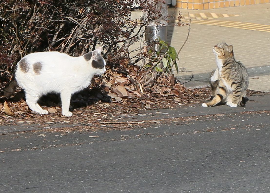 八丁湖の猫 27年2月11日 趣味の写真