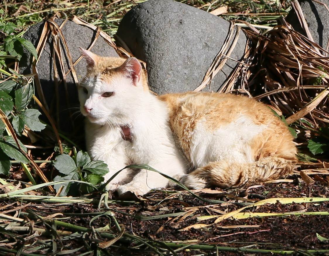 八丁湖の猫 27年5月21日 趣味の写真