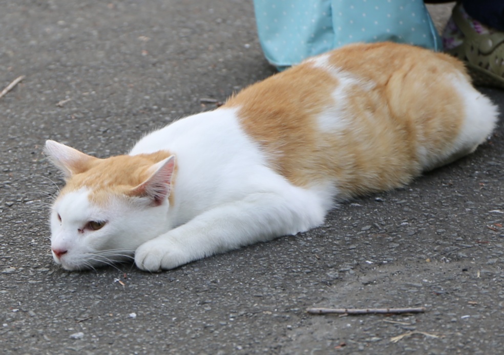 八丁湖の猫 26年6月14日 趣味の写真