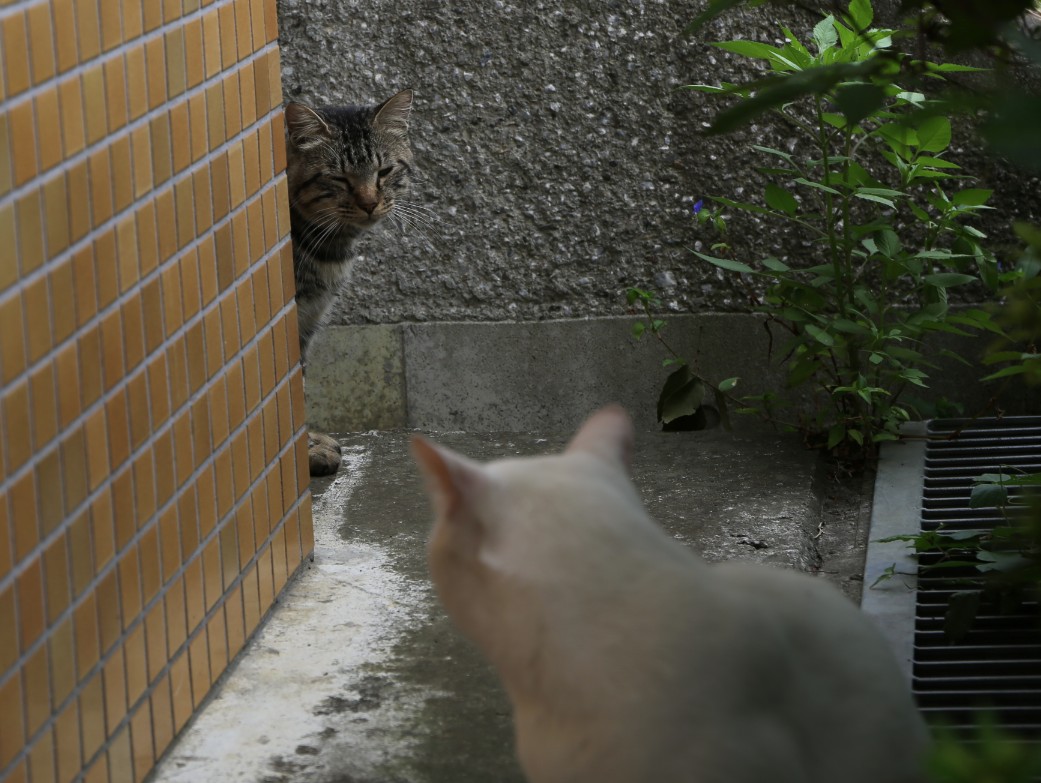 八丁湖の猫 26年8月14日 趣味の写真