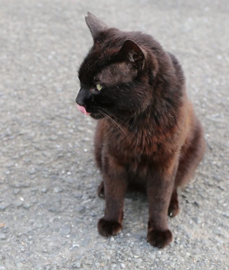 八丁湖の猫 26年6月14日 趣味の写真