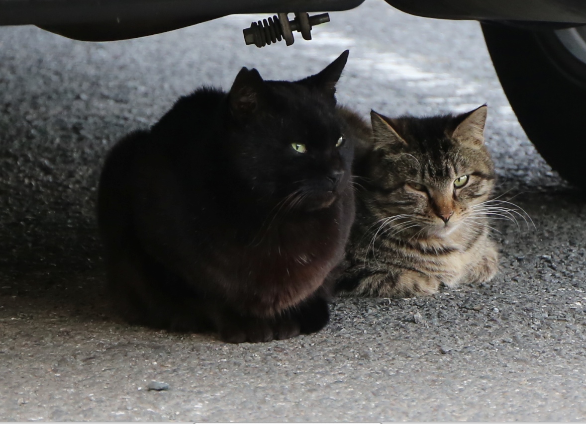 八丁湖の猫26年4月12日 趣味の写真