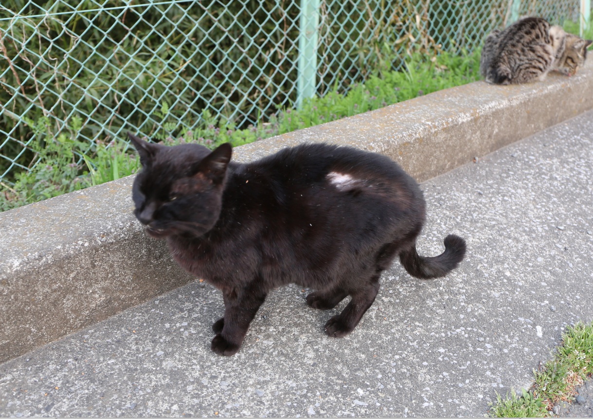 八丁湖の猫26年4月12日 趣味の写真